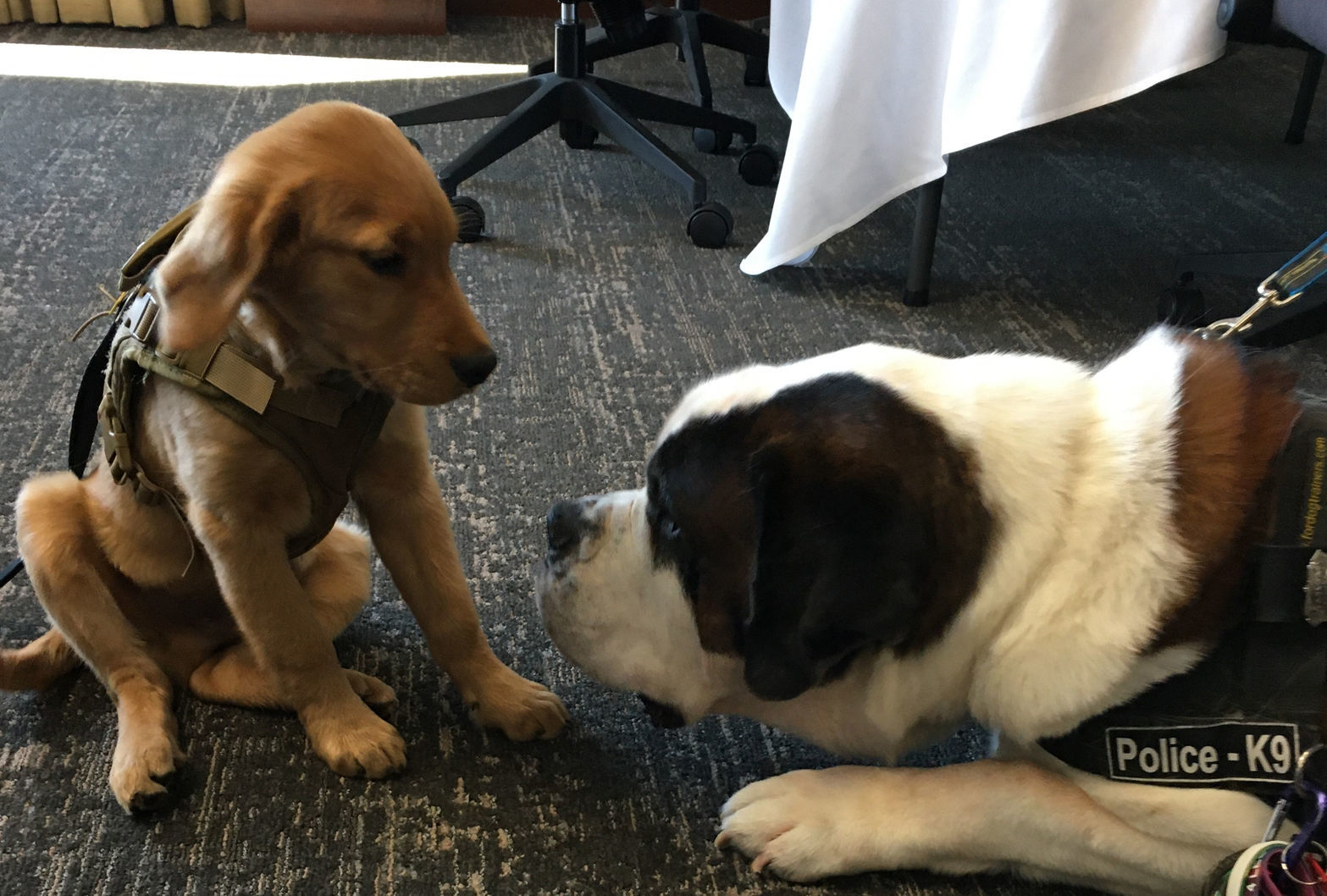 Comfort dogs - Forrest meets Clarence